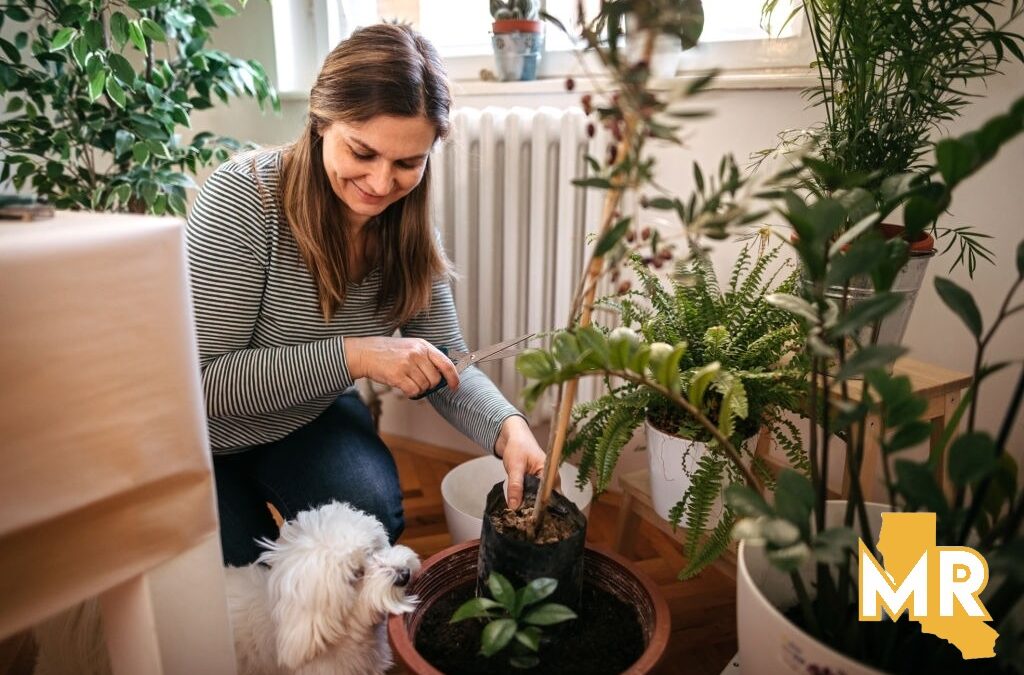 Keep Indoor Plants Watered
